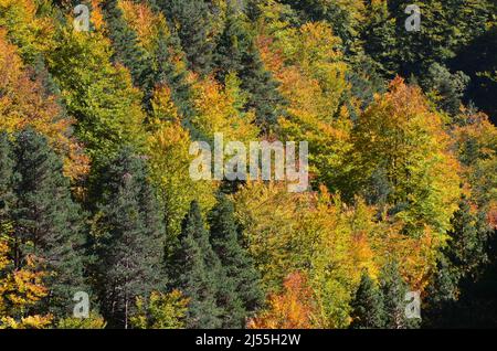 Autumn colors in the mixed mountain forests of the Ordesa-Viñamala Biosphere Reserve, Pyrenees Stock Photo