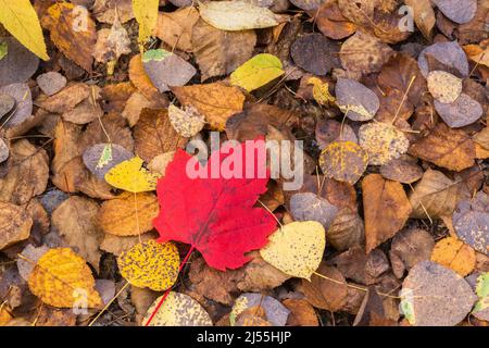 Acer saccharum - Sugar Maple leaf on top of Betula - Birch tree leaves in autumn. Stock Photo
