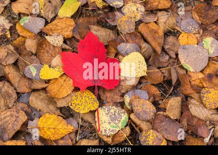 Acer saccharum - Sugar Maple leaf on top of Betula - Birch tree leaves in autumn. Stock Photo