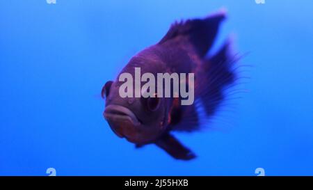 Flowerhorn fish in the water Stock Photo