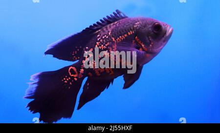 Flowerhorn fish in the water Stock Photo