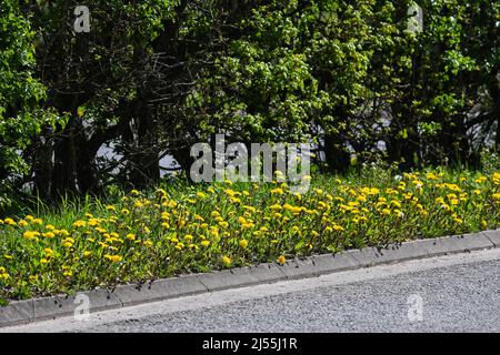 dandelion weed flowering in spring sunshine Stock Photo