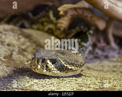 Head eastern diamondback rattlesnake (Crotalus adamanteus) is a  of venomous pit viper in the family Viperidae Stock Photo