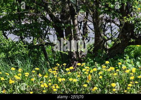 dandelion weed flowering in spring sunshine Stock Photo