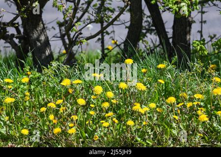 dandelion weed flowering in spring sunshine Stock Photo
