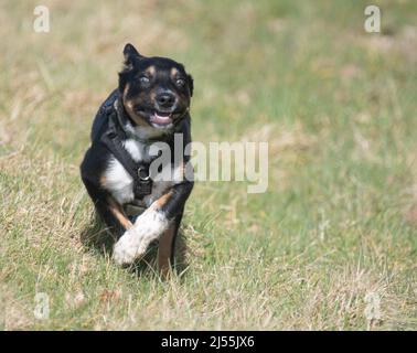 Border Collie enjoying some exercise Stock Photo