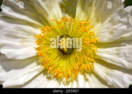 Macro of white papaver flower with yellow stamens and pistil seen from above Stock Photo
