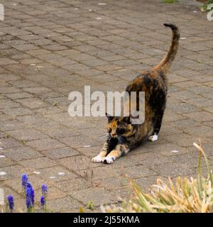 A tortoiseshell cat stretches on a sunny patio Stock Photo