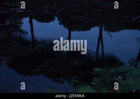 Photos taken at sunset while on a stroll through the beautiful Aqueducts Park in Rome, with the majestic ruins of ancient Roman aqueducts and trees Stock Photo