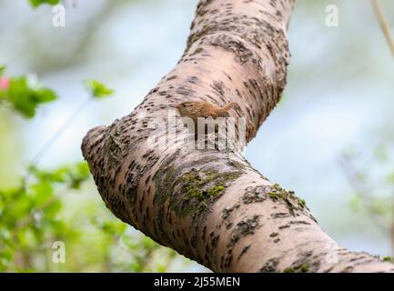 Wren bird "Troglodytes troglodytes" perched on wooden tree branch, well camouflaged. Blurred background. Woodland in Dublin, Ireland Stock Photo