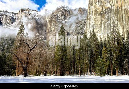 View of El Capitan from Yosemite Valley floor after fresh snowfall Stock Photo