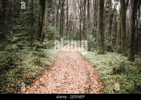 Beautiful evergreen forest with pine trees and trail covered by white anemone flowers. Nature background, landscape photography Stock Photo