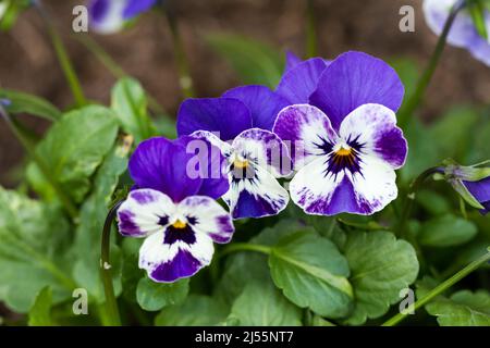 Viola cornuta, Horned violet, Horned pansy flowers in spring, UK Stock Photo