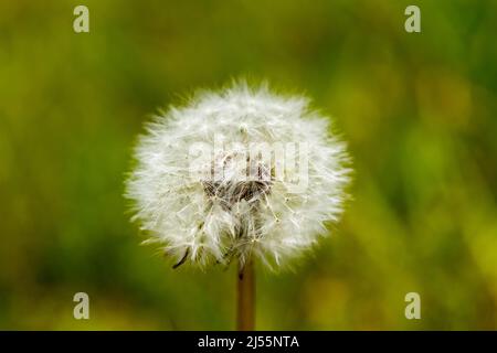 Taraxacum officinale, Dandelion seed head closeup, UK Stock Photo