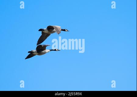 Two Canada Geese fly against the clear blue sky at the G. V. 'Sonny' Montgomery Lock and Dam in Mississippi Stock Photo