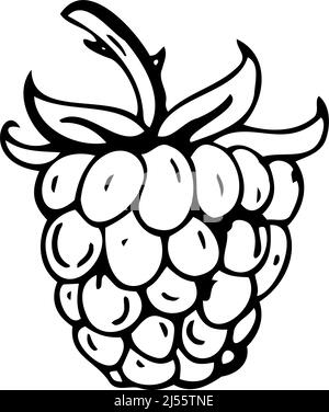 Raspberry thin black lines on a white background - Vector illustration Stock Vector
