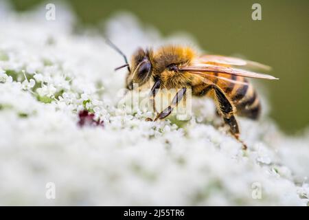 Western honey bee or European honey bee (Apis mellifera), the most common of the 7–12 species of honey bees worldwide, on Apiaceae. Stock Photo