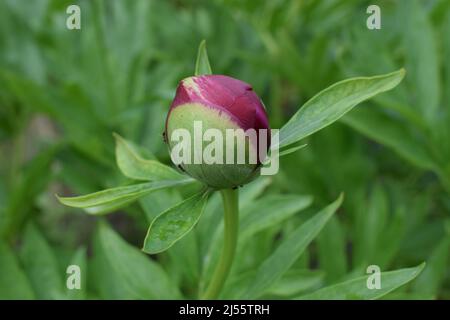 Red peony bud on a blurred natural green background. Beautiful peony. (lat. Paeonia lactiflora). Stock Photo