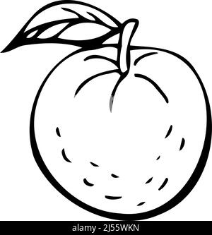 Tangerines thin black lines on a white background - Vector illustration Stock Vector
