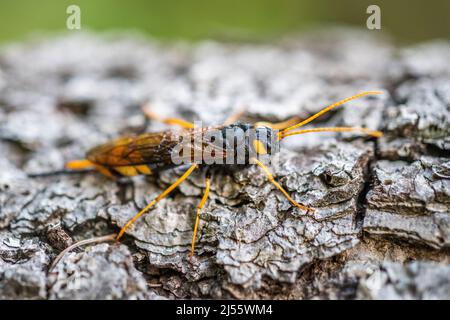 Urocerus gigas (giant woodwasp, banded horntail, greater horntail) is a species of sawfly, female. Stock Photo