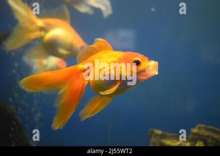 The goldfish on Chinese a sign brings a prosperity and good luck. Goldfish with fine beautiful scale, fins, and tail against green grass. Stock Photo