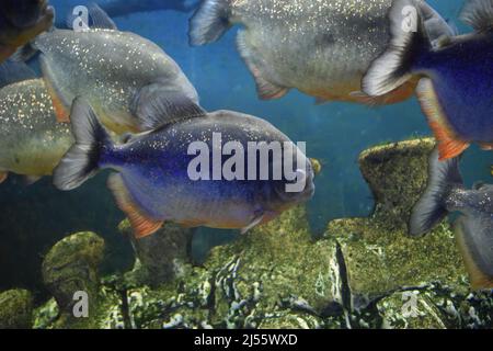 Group of red-bellied piranhas are swimming in fish tank. Red piranha (Pygocentrus nattereri), selective focus. Stock Photo