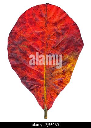 Natural almond tree leaf isolated on white background Stock Photo