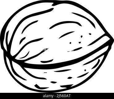 Walnut thin black lines on a white background - Vector illustration Stock Vector