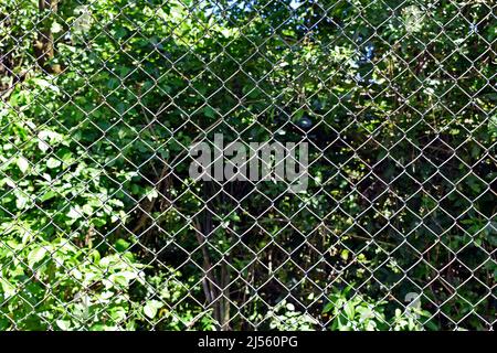 Wire mesh and tropical forest in the backgound Stock Photo