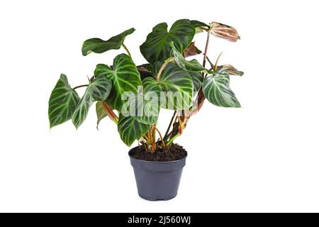 Tropical 'Philodendron Verrucosum' houseplant with dark green veined velvety leaves in flower pot on white background Stock Photo