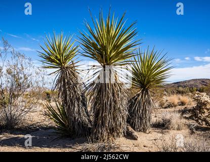 Mojave yucca Yucca schidigera Joshua Tree National Park California USA ...