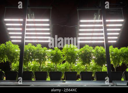 Cannabis potted plants indoor cultivation, is a special technique to grow plants by artificial lighting. Stock Photo
