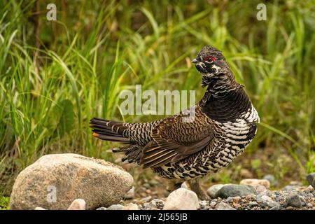 Male spruce grouse (Falcipennis canadensis) on gravel ground with grass background, in summer Stock Photo