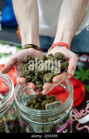 Handful of dried cannabis flowering tops (close up). Stock Photo