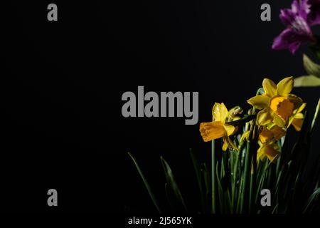 Yellow daffodils flower bouquet in bloom on a black background Stock Photo