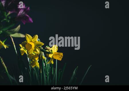Yellow daffodils flower bouquet in bloom on a black background Stock Photo