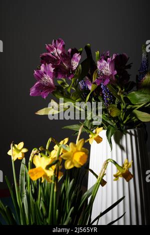 Yellow daffodils flower bouquet in bloom on a black background and purple flower bouquet on a white pot Stock Photo