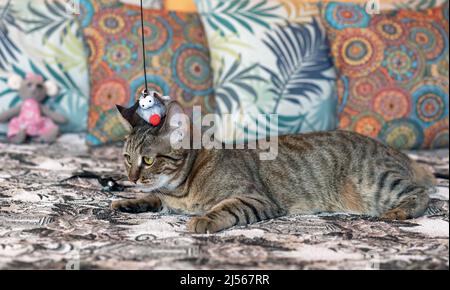 Tabby cat plays with a toy teaser on the sofa. Stock Photo