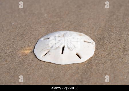 A sand dollar, the rigid skeleton of a sea urchin, washed up on the beach by the waves on South Padre Island, Texas.  The endoskeleton of a sea urchin Stock Photo