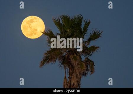 The full Wolf Moon rising behind a fan palm tree in January as seen from South Padre Island, Texas. Stock Photo