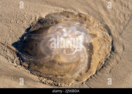 A Moon Jellyfish, Aurelia aurita. washed up on the beach at South Padre Island, Texas. Stock Photo