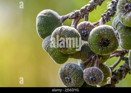 Elephant ear fig organic fruits on a fig tree in Kerala Stock Photo