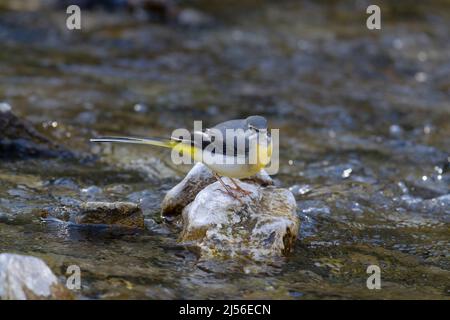 Grey wagtail, Motacilla cinerea, single bird on rock in river, Derbyshire, March 2022 Stock Photo