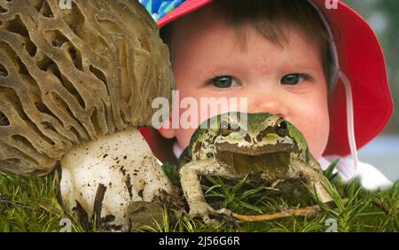 An 18 month old infant human baby wearing a rain hat examines a gree frog sitting next to a morel mushroom in the Cascade Mountains of Oregon. Stock Photo
