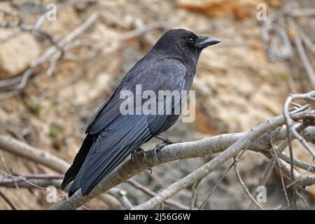 Portrait of a common or American crow, Corvus brachyrhynchos, sitting on a branch in western Oregon. Stock Photo