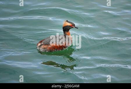 A male horned grebe, Podiceps auritus, in mating colors,swimming in a small lake on the Oregon Pacific Coast near Coos Bay, Oregon. Stock Photo