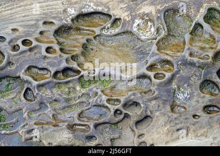 Lava rocks on a beach that have been eroded by sand, surf, and seawater, Oregon Pacific Coast. Stock Photo