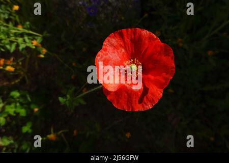 Wild California common  poppy. Stock Photo