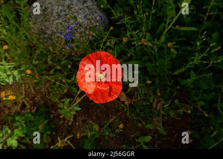 Wild California common  poppy. Stock Photo