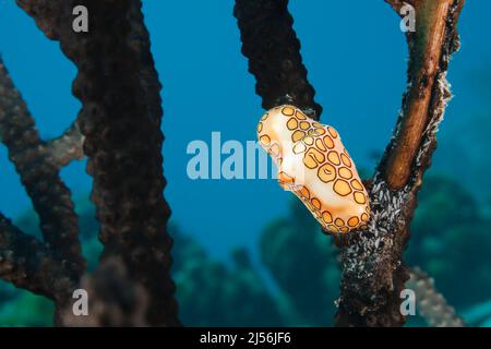 A look at a flamingo tongue, Cyphoma gibbosum, feeding on the flesh of a soft coral, Bonaire, Netherlands Antilles, Caribbean. Stock Photo